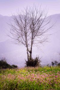 Tree at top of hill with flowers in the foreground