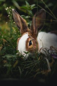 Rabbit
