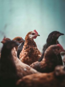 Chicken